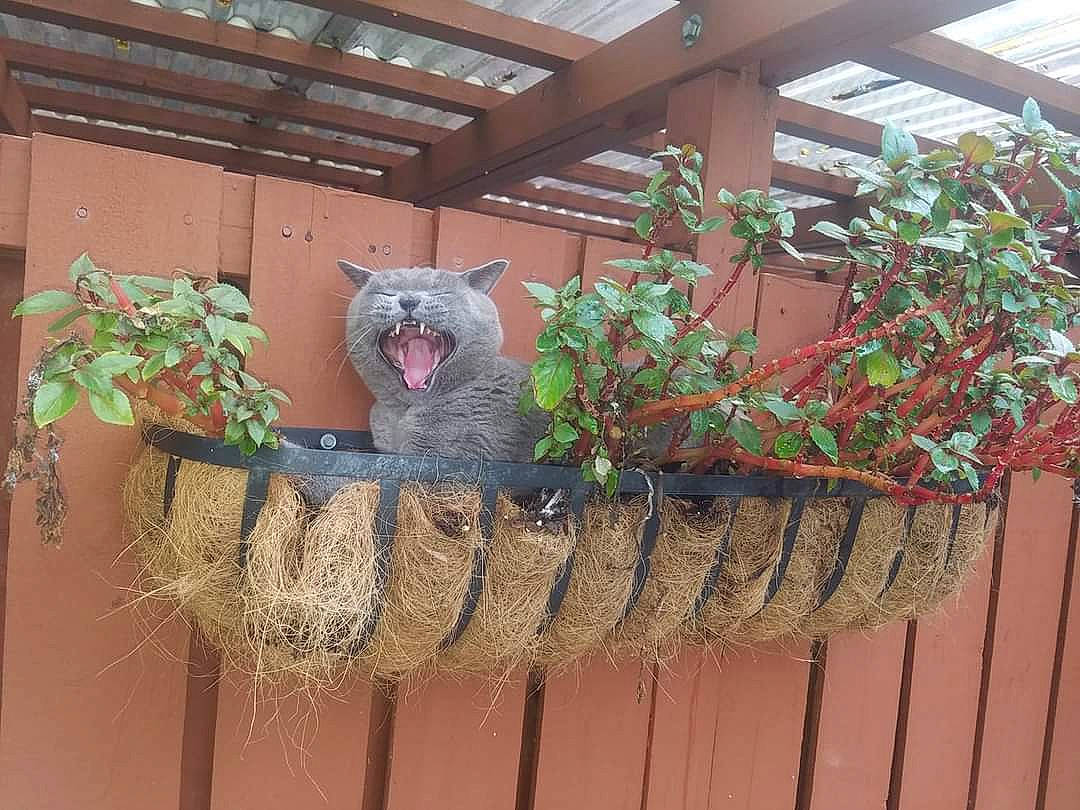 Koko is registered to the contest to win money with this photo: brick, brickwork, building, facade, fawn, fence, floral_design, grass, herb, home_fencing, house, houseplant, plant, rectangle, roof, room, tail, twig, window, wood