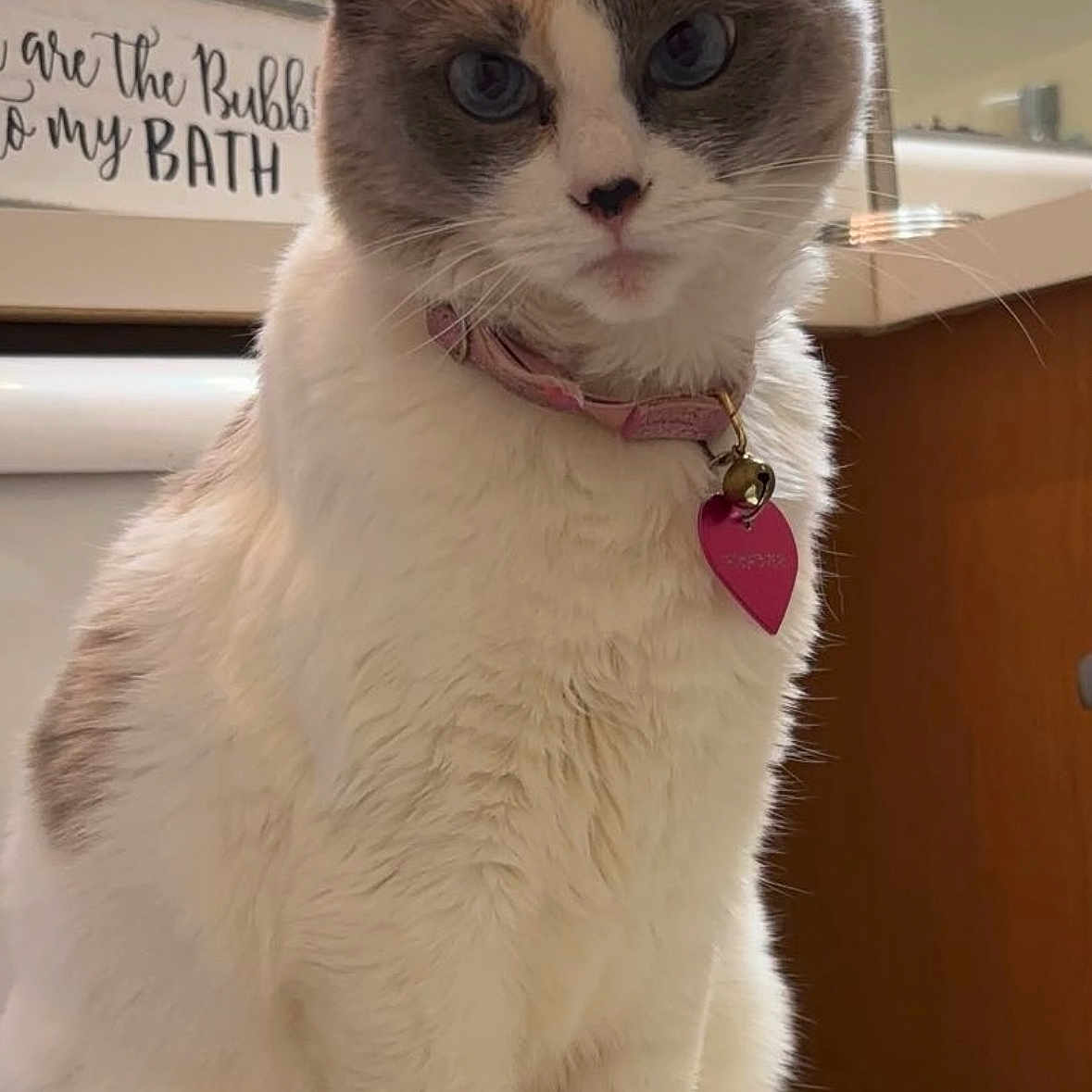 Kitty joined the competition — help win amazing prizes! animal, bathroom, cat, collar, curious, cute, decor, domestic, feline, fur, gray, household, indoor, pet, pink, portrait, sign, sitting, tag, white