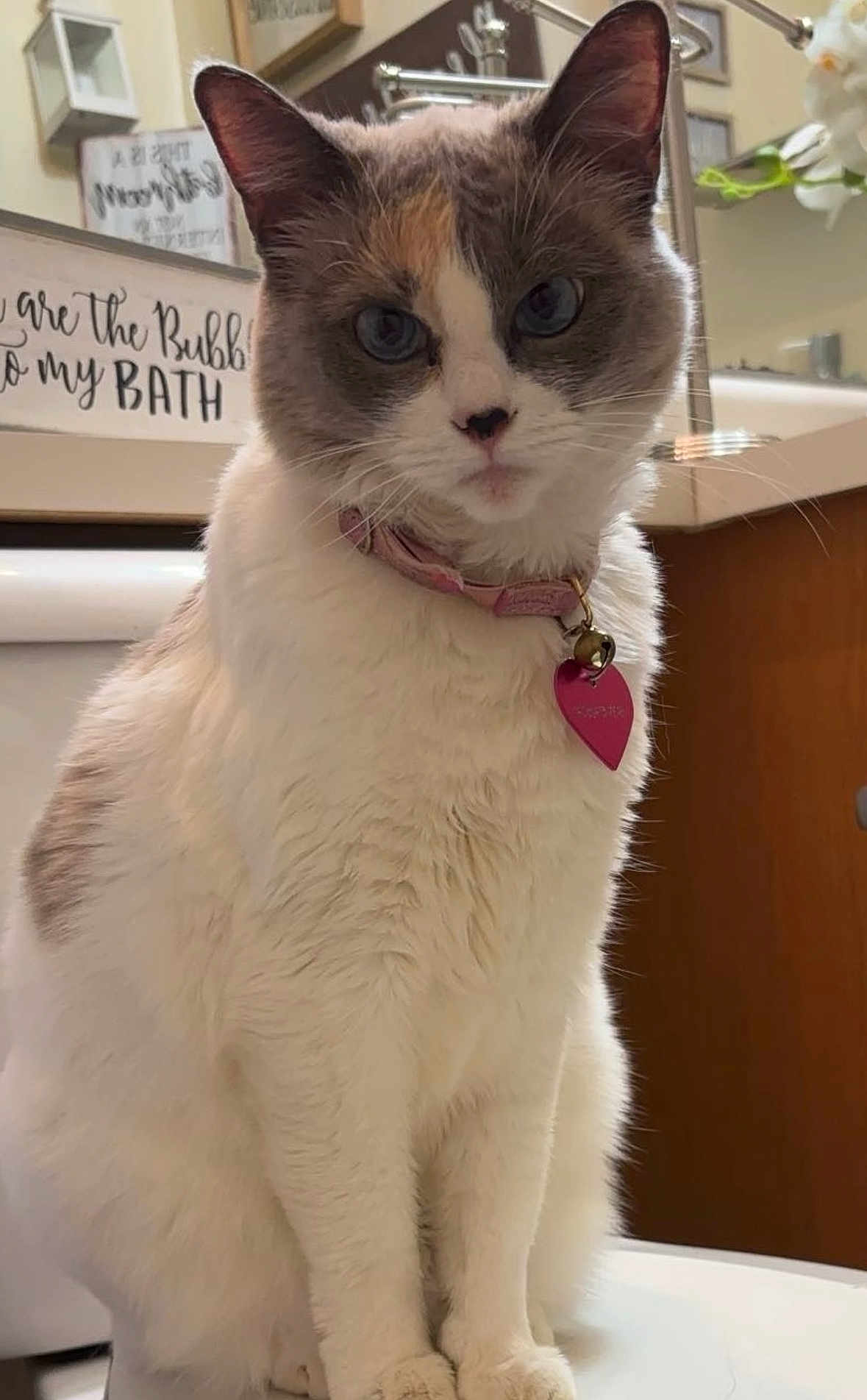 Kitty joined the competition — help win amazing prizes! cat, pet, animal, fur, collar, tag, indoor, bathroom, decor, sign, white, gray, pink, sitting, portrait, cute, feline, domestic, household, curious