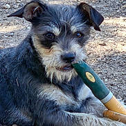 George is registered to the contest to win money with this photo: animal, black, chewing, closeup, cute, dog, ears, fur, gravel, gray, handle, mouth, nose, outdoor, paw, pet, playful, puppy, resting, tool