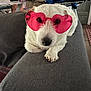 Looping participe au concours pour gagner de l'argent avec cette photo : adorable, animal, casual, close_up, couch, cozy, cute, dog, front_view, furniture, heart_shaped_glasses, home, indoor, living_room, pet, pink_glasses, relaxed, resting, sunglasses, white_dog