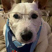 Looping a rejoint le concours — aidez-le/la à gagner de superbes lots ! animal, bandana, blue_bandana, close_up, companion, couch, cozy, cute, dog, domestic_animal, ear, face, furniture, glasses, indoor, mammal, nose, pet, portrait, white_dog