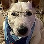 animal, bandana, blue_bandana, close_up, companion, couch, cozy, cute, dog, domestic_animal, ear, face, furniture, glasses, indoor, mammal, nose, pet, portrait, white_dog