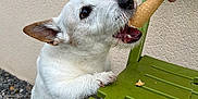 Looping a rejoint le concours — aidez-le/la à gagner de superbes lots ! animal, chewing, close_up, concrete, dog, excited, gravel, green_chair, hand, ice_cream_cone, outdoor, paw, pet, playful, small_dog, sniffing, summer, treat, wall, white_dog