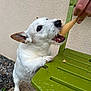 animal, chewing, close_up, concrete, dog, excited, gravel, green_chair, hand, ice_cream_cone, outdoor, paw, pet, playful, small_dog, sniffing, summer, treat, wall, white_dog