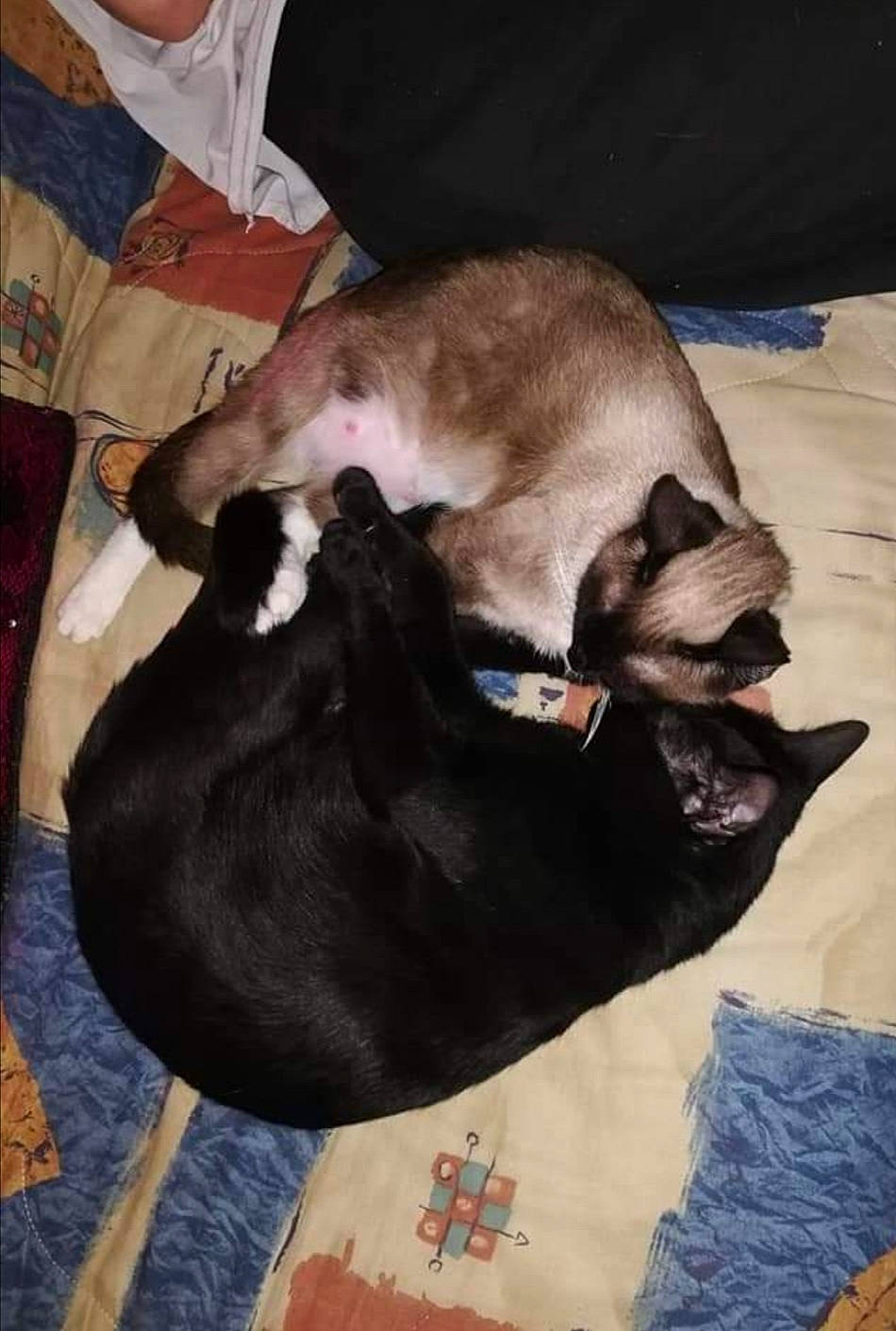 Lyly Et Daisy participe au concours pour gagner de l'argent avec cette photo : canidae, carnivore, cat, comfort, companion_dog, dog_breed, fawn, felidae, fur, mammal, nap, non_sporting_group, siamese, sleep, small_to_medium_sized_cats, snout, sporting_group, tail, vertebrate, whiskers