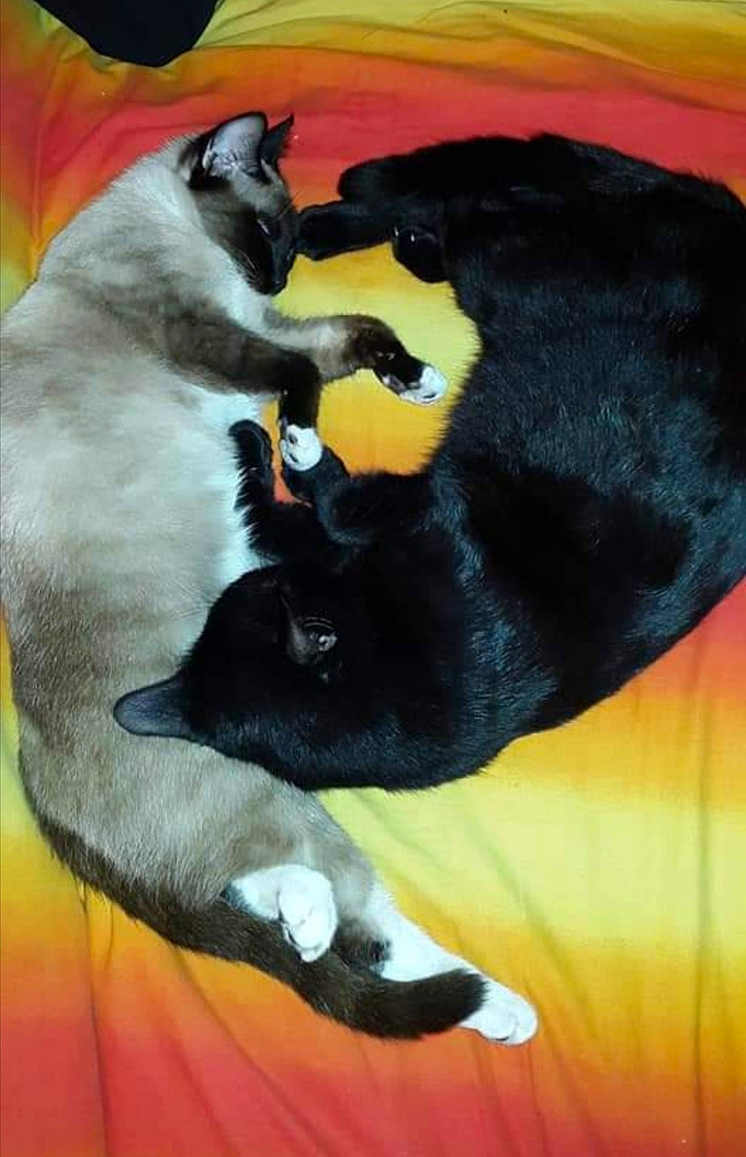 Lyly Et Daisy participe au concours pour gagner de l'argent avec cette photo : black_cat, bombay, canidae, carnivore, cat, claw, comfort, companion_dog, dog_breed, felidae, fur, linens, mammal, orange, paw, small_to_medium_sized_cats, snout, tail, vertebrate, whiskers