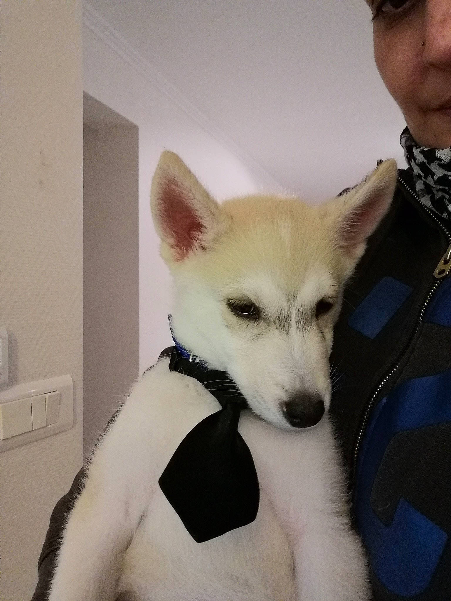 Miky participe au concours pour gagner de l'argent avec cette photo : ancient_dog_breeds, canidae, carnivore, comfort, companion_dog, dog, dog_breed, ear, fawn, fur, jaw, selfie, snout, sporting_group, tail, terrestrial_animal, tie, toy_dog, whiskers, working_animal