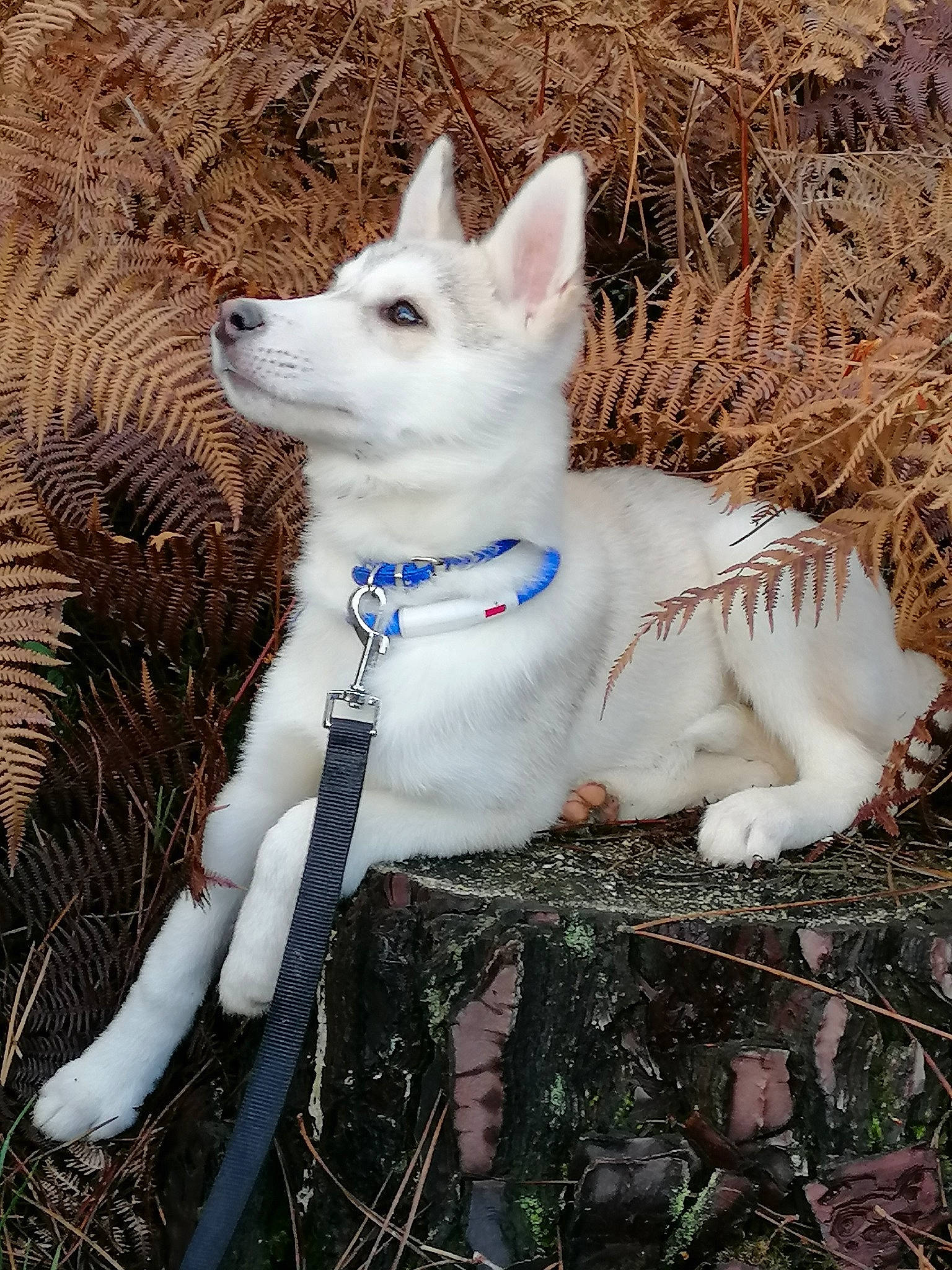 Miky participe au concours pour gagner de l'argent avec cette photo : canidae, carnivore, collar, companion_dog, dog, dog_breed, dog_collar, fawn, felidae, fur, grass, plant, small_to_medium_sized_cats, snout, sporting_group, tail, tree, twig, whiskers, winter