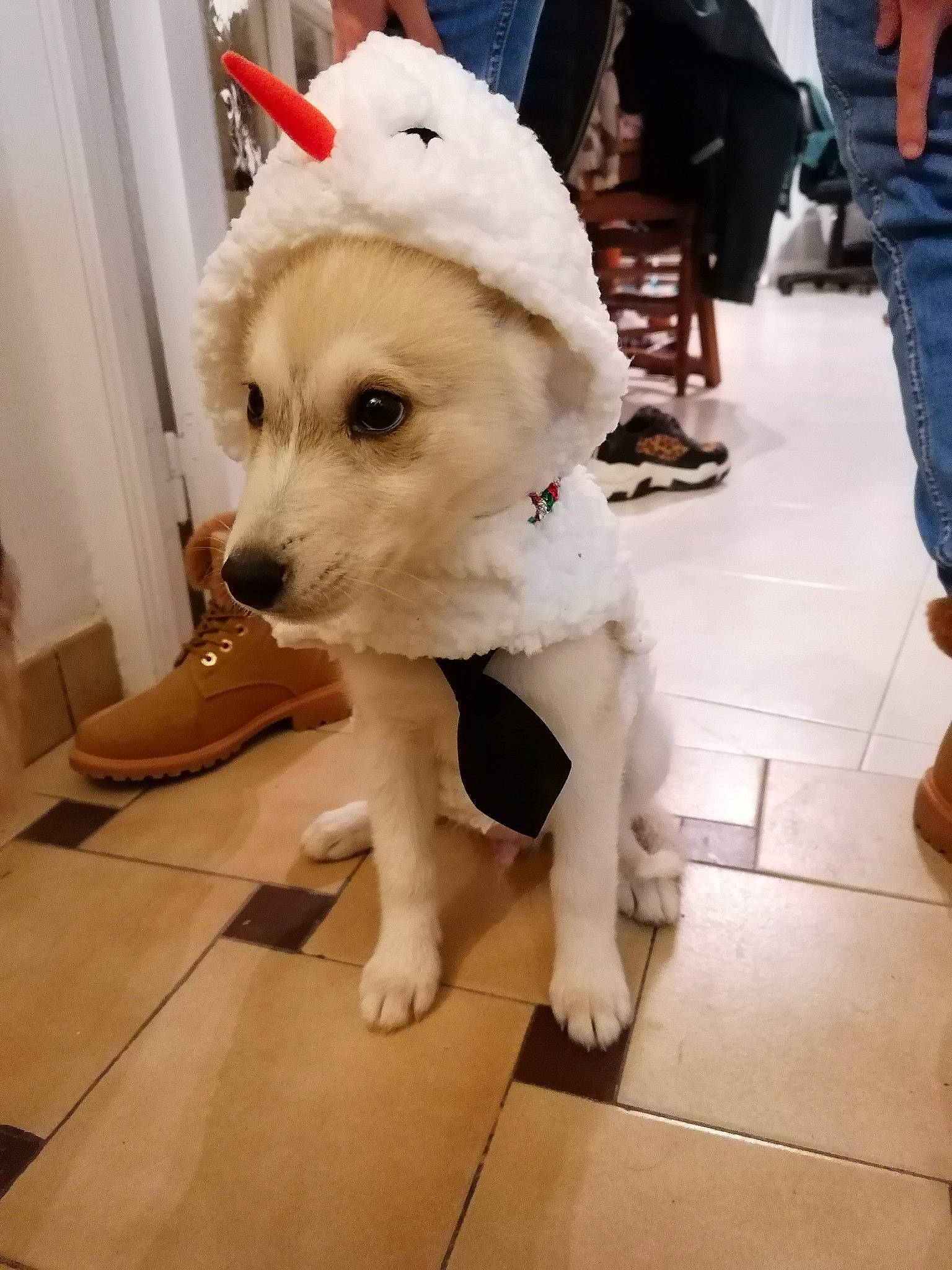 Miky a rejoint le concours — aidez-le/la à gagner de superbes lots ! carnivore, clothing, companion_dog, dog, dog_breed, dog_clothes, dog_collar, dog_supply, event, fawn, floor, flooring, hat, mammal, pet_supply, shoe, snout, street_fashion, toy_dog, working_animal