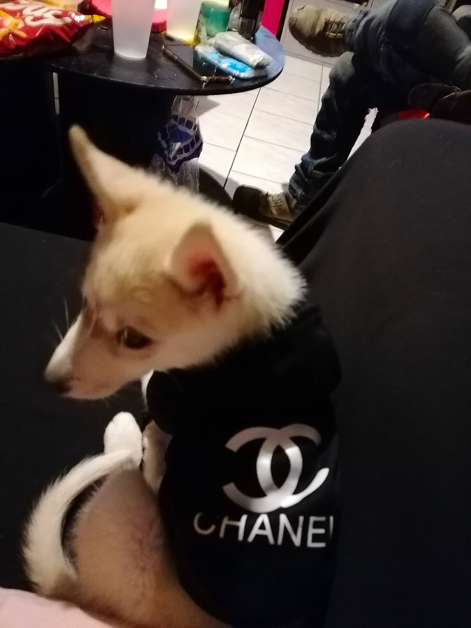 Miky a rejoint le concours — aidez-le/la à gagner de superbes lots ! bag, beauty, black, canidae, carnivore, companion_dog, dog, dog_breed, dog_supply, fawn, felidae, flooring, fur, luggage_and_bags, photo_caption, snout, sporting_group, table, tail, whiskers