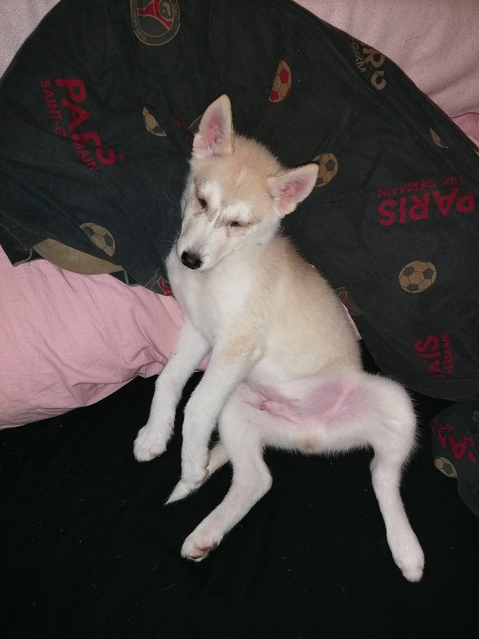 Miky participe au concours pour gagner de l'argent avec cette photo : ancient_dog_breeds, canidae, carnivore, companion_dog, dog, dog_breed, dog_supply, fawn, felidae, fur, jaw, non_sporting_group, paw, pink, sleeve, snout, sporting_group, tail, terrestrial_animal, working_animal