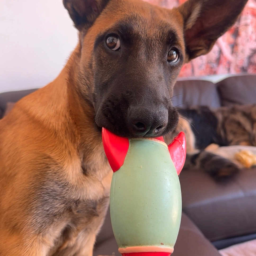 Echo is registered to the contest to win money with this photo: animal, balloon, bodypart, canine, couch, cushion, dog, furniture, germanshepherd, homedecor, hound, labradorretriever, mouth, person, pet, policedog, puppy, snout, sphere, tongue