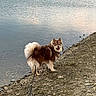Aska a rejoint le concours — aidez-le/la à gagner de superbes lots ! dog, water, shore, rocks, leash, outdoor, pet, happy, fluffy, nature, canine, smiling, brown, white, fur, tail, calm, landscape, walking, daytime