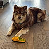dog, indoor, wooden_floor, shoe, paw, brown_fur, cream_fur, couch, chair, natural_light, calm, pet, animal, living_room, flooring, domestic, fur, toy, relaxed, cute