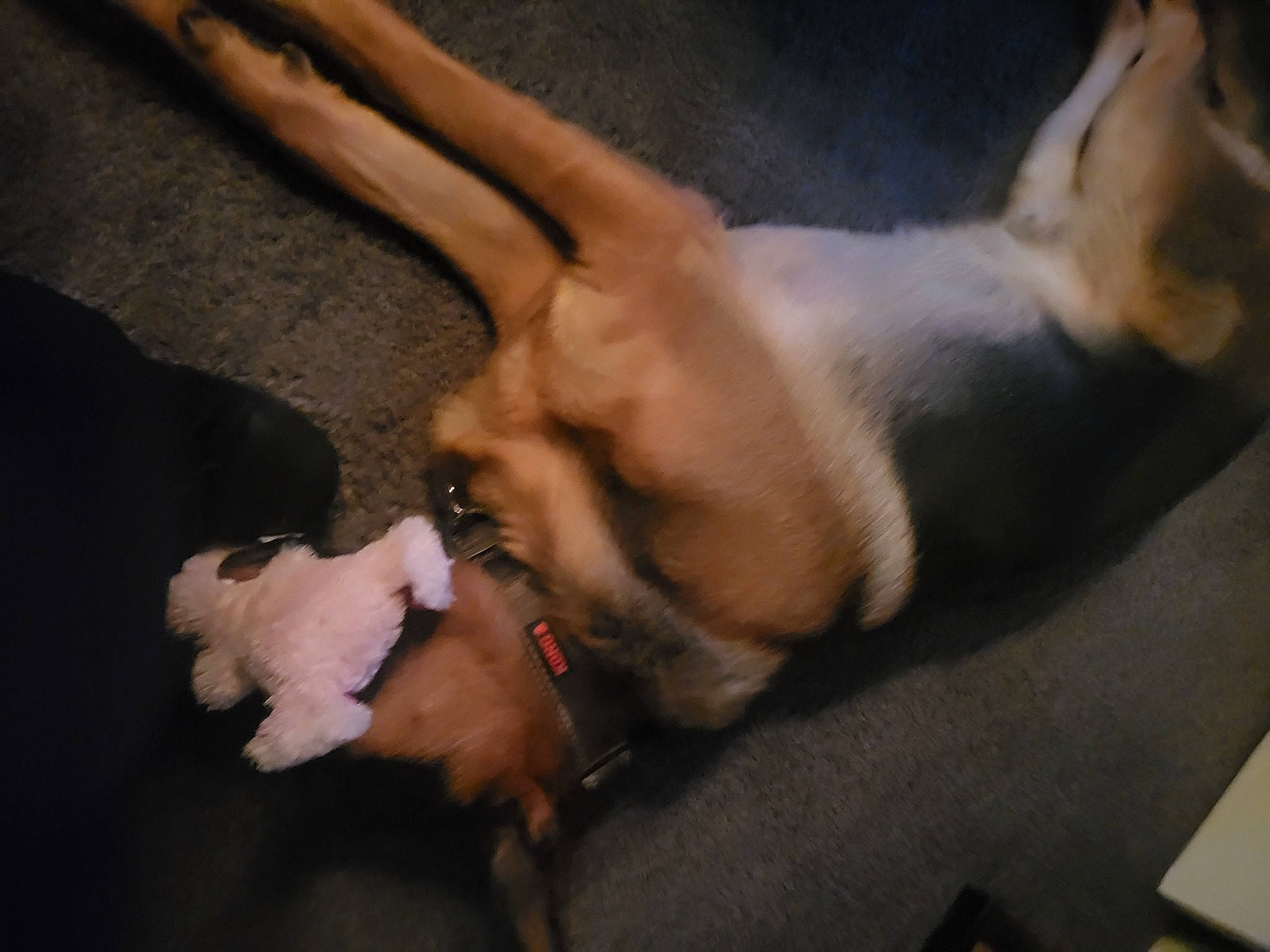 Diesel is registered to the contest to win money with this photo: canidae, carnivore, collar, companion_dog, dog, dog_breed, dog_collar, fawn, fur, gesture, leash, nail, paw, snout, sporting_group, tail, toy_dog, whiskers, working_animal, wrist