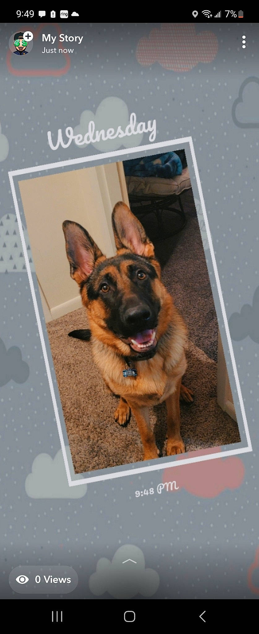 Diesel is registered to the contest to win money with this photo: ancient_dog_breeds, belgian_shepherd_malinois, canidae, carnivore, companion_dog, dog, dog_breed, ear, east_european_shepherd, fawn, german_shepherd_dog, guard_dog, herding_dog, king_shepherd, old_german_shepherd_dog, paw, snout, sporting_group, working_dog