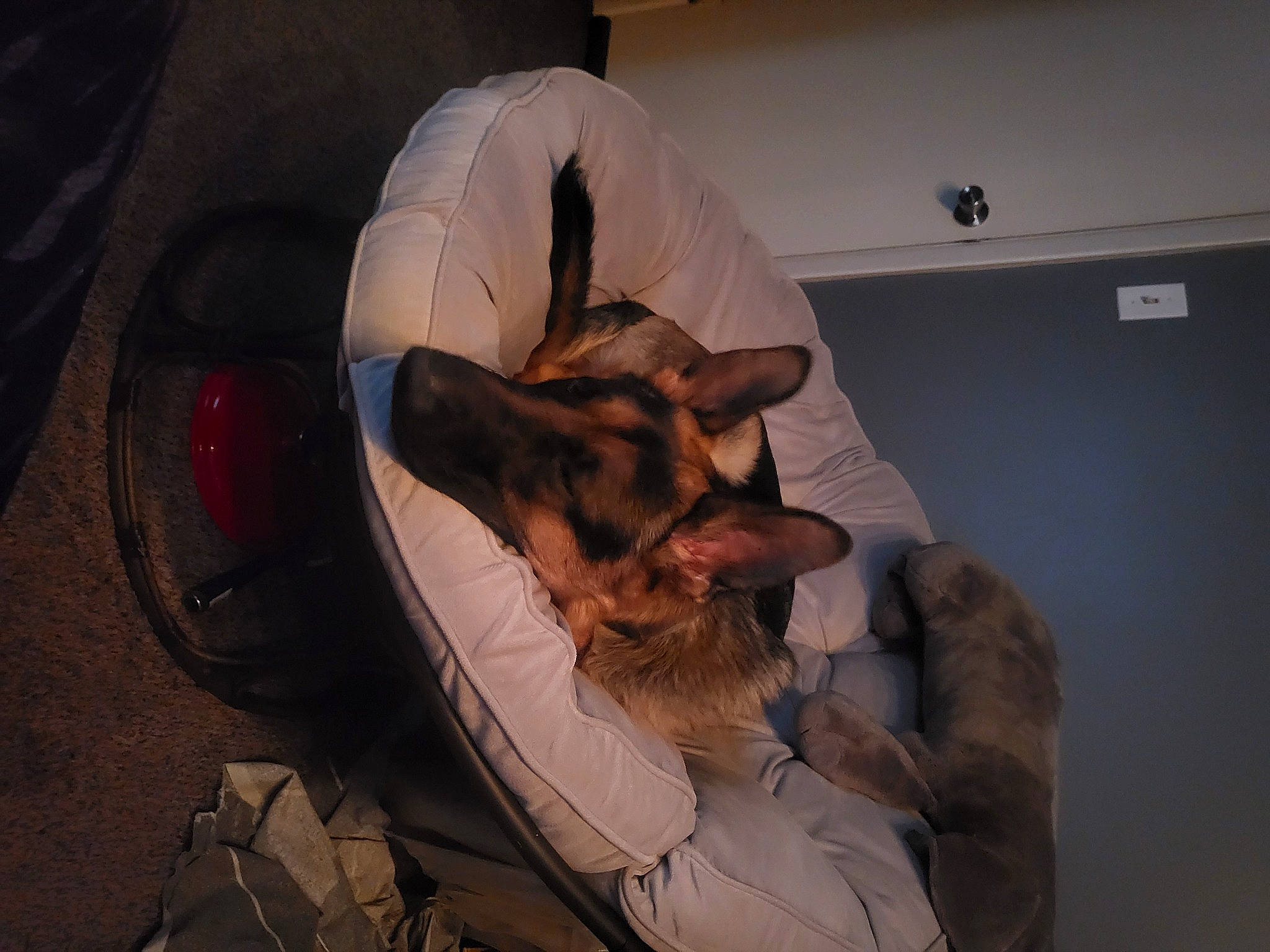 Diesel joined the competition — help win amazing prizes! automotive_lighting, automotive_tire, canidae, carnivore, comfort, companion_dog, dog, dog_breed, elbow, fawn, flooring, fun, fur, human_leg, knee, room, sitting, snout, sporting_group, toy_dog