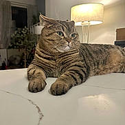 Frankie The Neck is registered to the contest to win money with this photo: cat, closeup, cozy, curtains, domestic_animal, feline, fur, green_eyes, houseplant, indoor, lamp, living_room, mammal, marble_surface, pet, relaxed, resting, tabby, table, whiskers