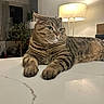 cat, closeup, cozy, curtains, domestic_animal, feline, fur, green_eyes, houseplant, indoor, lamp, living_room, mammal, marble_surface, pet, relaxed, resting, tabby, table, whiskers