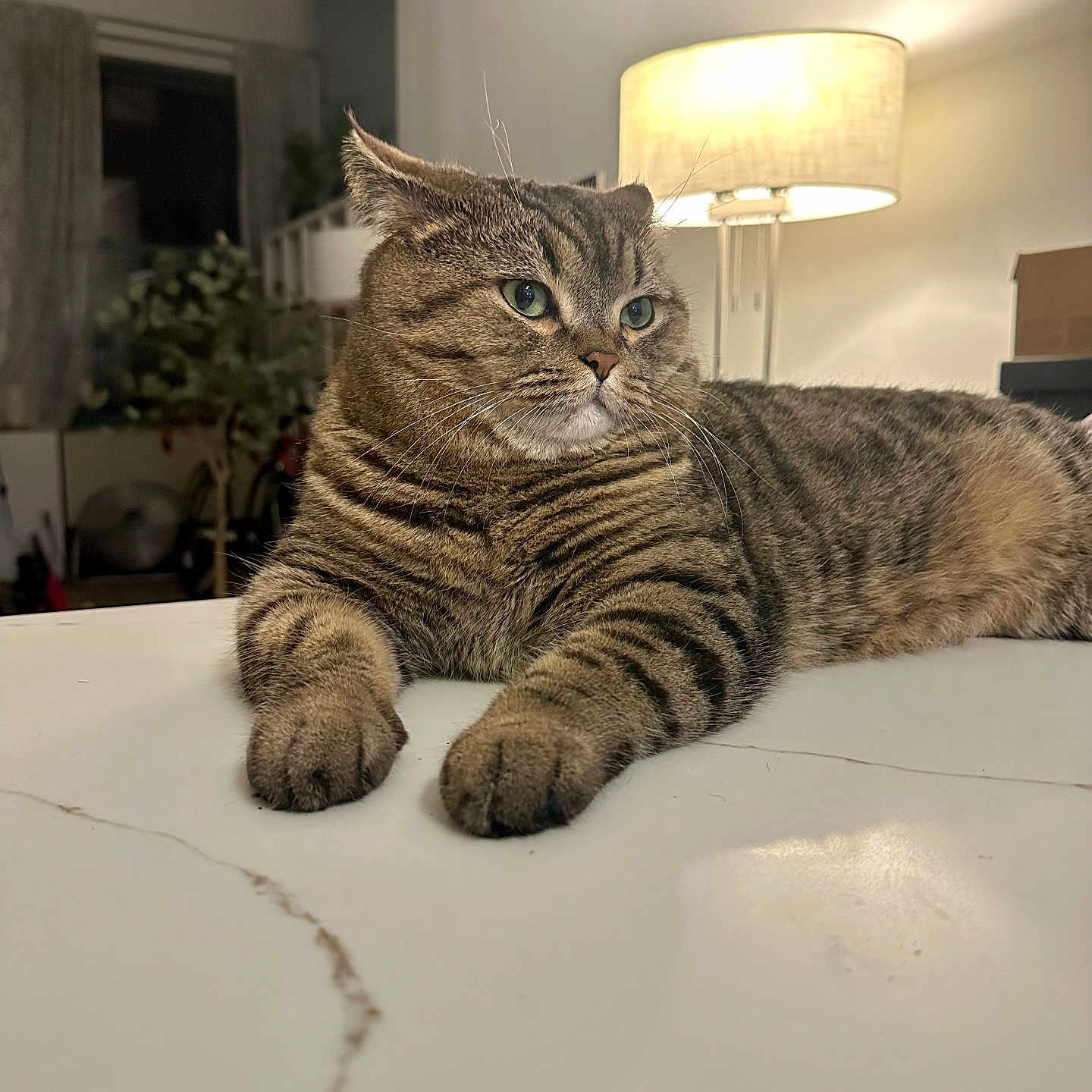Frankie The Neck