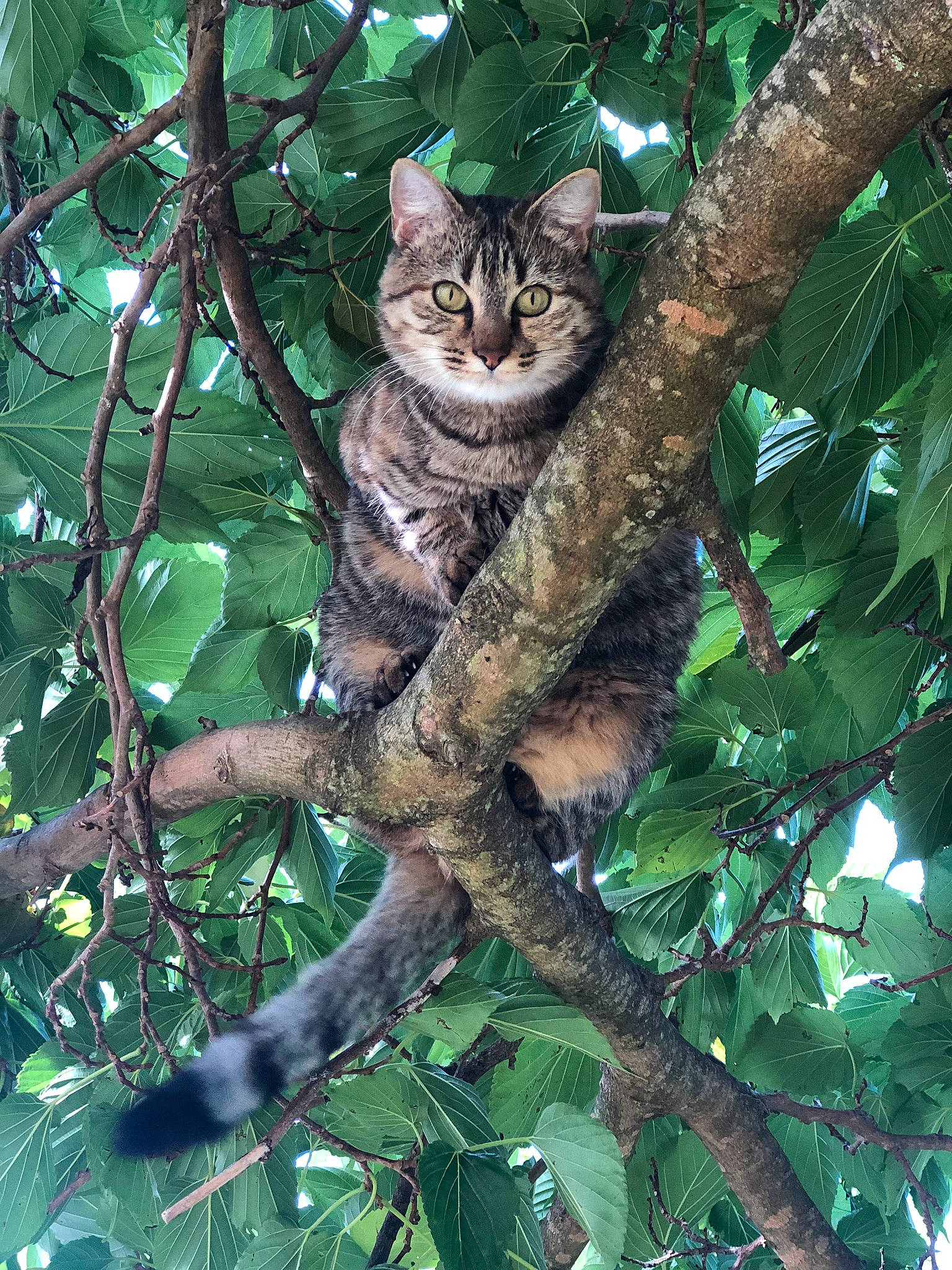 Polly participe au concours pour gagner de l'argent avec cette photo : branch, carnivore, cat, felidae, fur, jungle, northern_hardwood_forest, pattern, plant, small_to_medium_sized_cats, tail, terrestrial_animal, terrestrial_plant, tree, trunk, twig, whiskers, wildlife, wood, woody_plant
