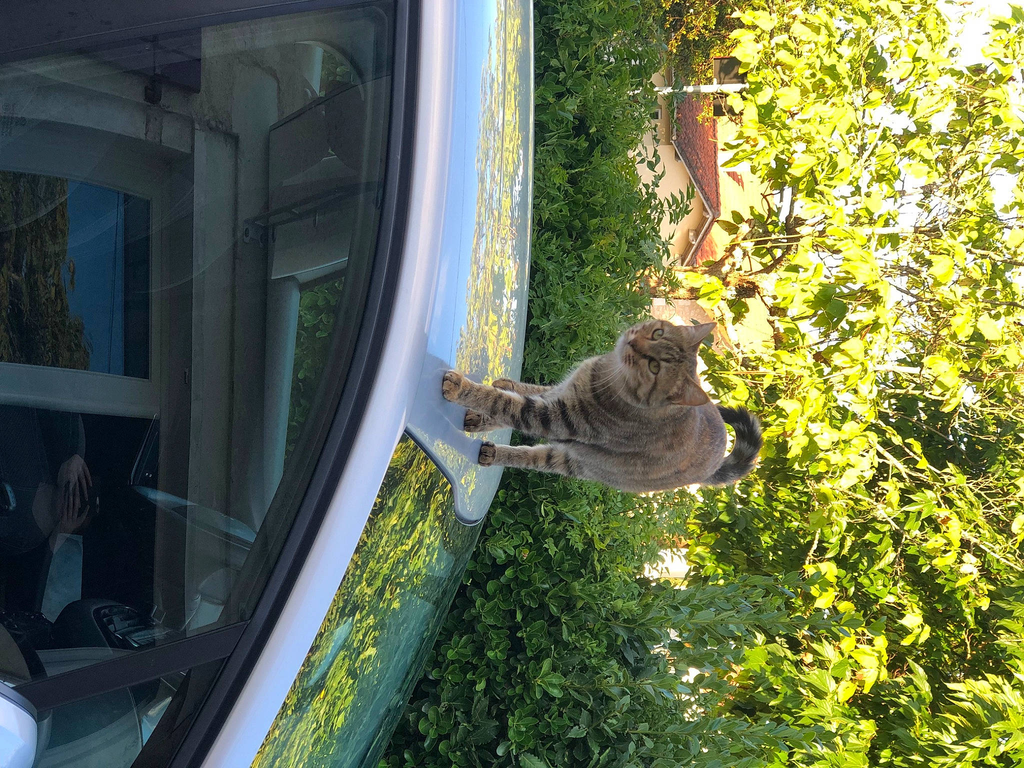 Polly participe au concours pour gagner de l'argent avec cette photo : auto_part, automotive_exterior, automotive_tire, building, daylighting, facade, glass, grass, houseplant, plant, sculpture, shrub, tints_and_shades, tree, trunk, vehicle, vehicle_door, walking_shoe, window, wood
