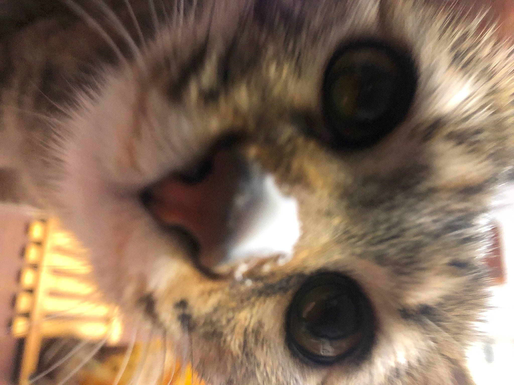 Polly a rejoint le concours — aidez-le/la à gagner de superbes lots ! carnivore, cat, claw, close_up, domestic_short_haired_cat, ear, eyelash, fawn, felidae, fur, iris, macro_photography, paw, small_to_medium_sized_cats, snout, terrestrial_animal, whiskers, wildlife