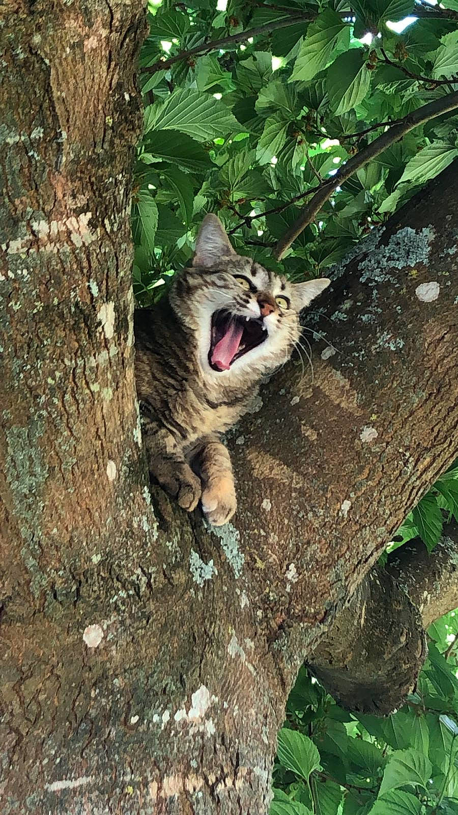 Polly a rejoint le concours — aidez-le/la à gagner de superbes lots ! botany, branch, carnivore, fang, felidae, forest, fur, grass, plant, roar, small_to_medium_sized_cats, snout, tail, terrestrial_animal, terrestrial_plant, tree, trunk, whiskers, wood, yawn