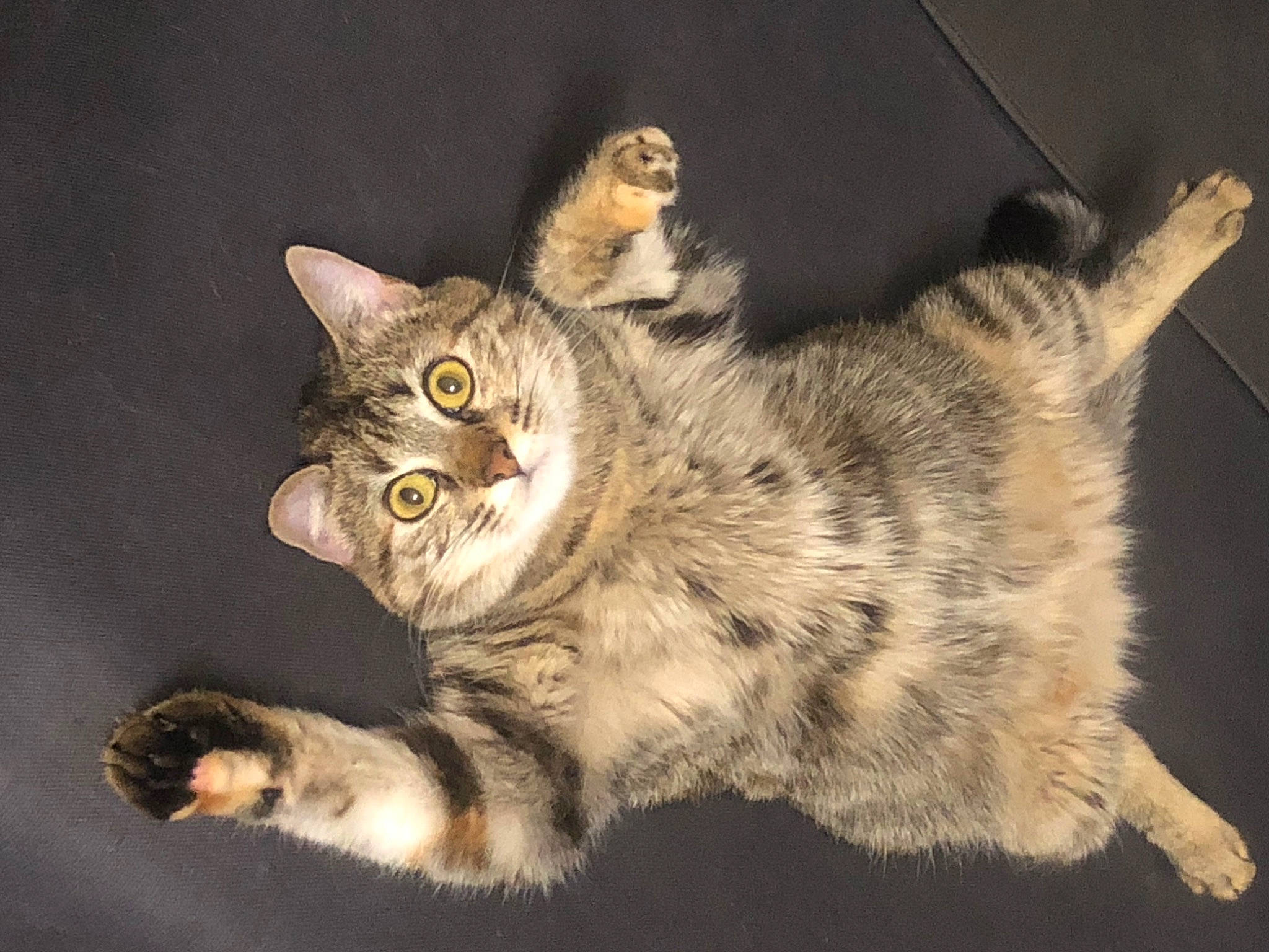 Polly participe au concours pour gagner de l'argent avec cette photo : carnivore, cat, claw, darkness, domestic_short_haired_cat, felidae, fur, paw, small_to_medium_sized_cats, snout, tail, terrestrial_animal, whiskers, wildlife