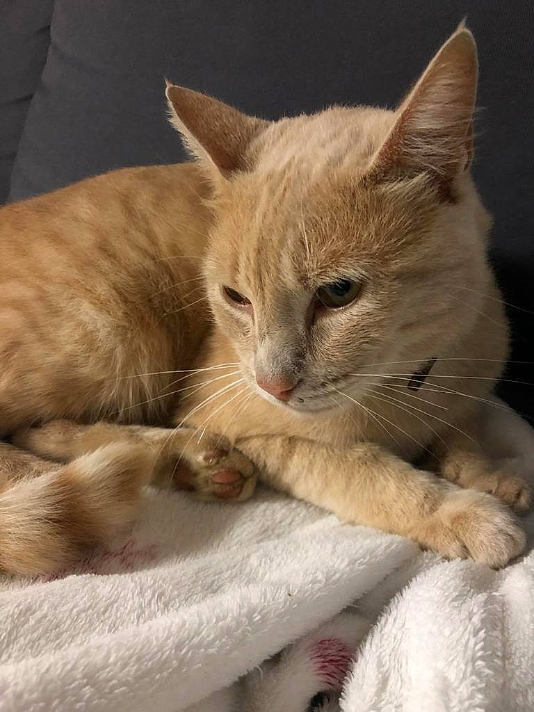 Simba participe au concours pour gagner de l'argent avec cette photo : carnivore, cat, cat_bed, cat_supply, claw, comfort, domestic_short_haired_cat, fawn, felidae, fur, nap, paw, small_to_medium_sized_cats, snout, tail, terrestrial_animal, whiskers