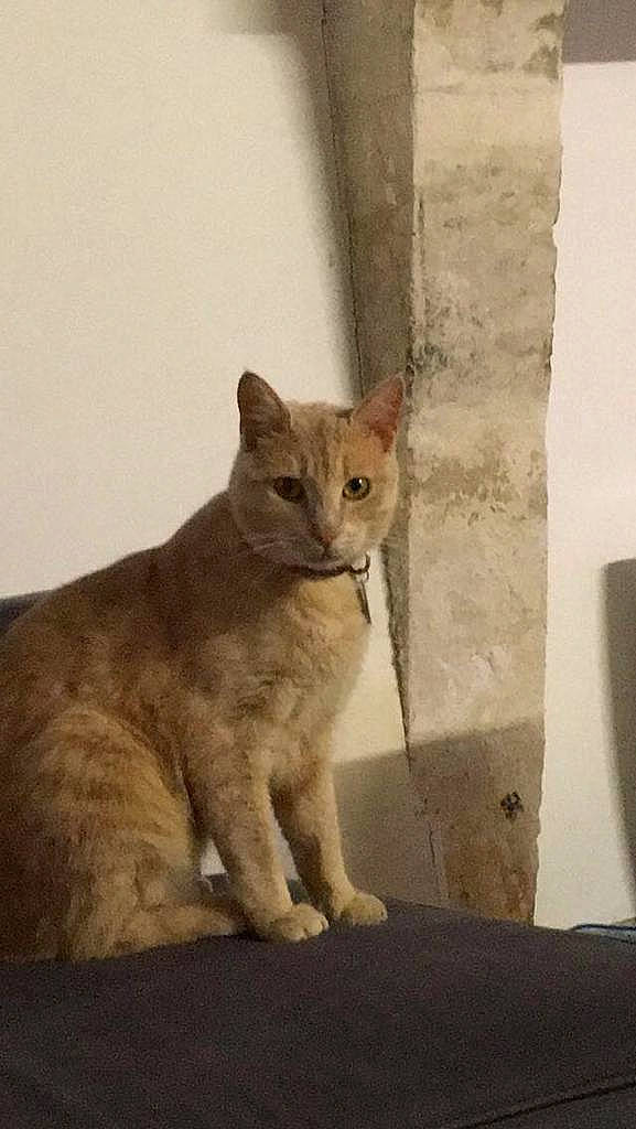 Simba participe au concours pour gagner de l'argent avec cette photo : art, carnivore, cat, domestic_short_haired_cat, fawn, felidae, fur, paw, small_to_medium_sized_cats, tail, terrestrial_animal, water, whiskers, wildlife, window, wood