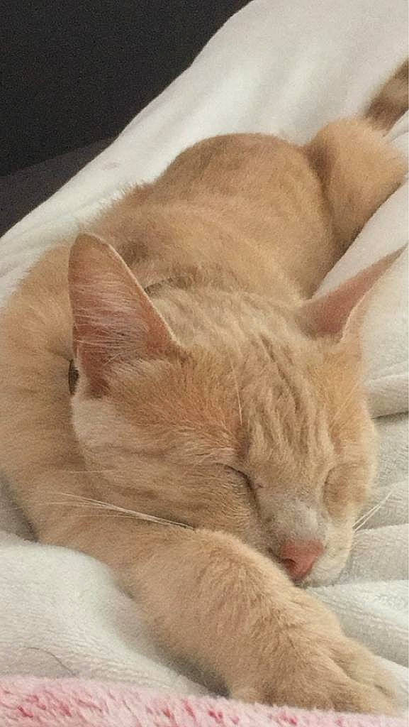 Simba participe au concours pour gagner de l'argent avec cette photo : carnivore, cat, cat_bed, cat_supply, claw, comfort, domestic_short_haired_cat, fawn, felidae, fur, linens, nap, paw, sleep, small_to_medium_sized_cats, snout, tail, whiskers, wood, wrinkle