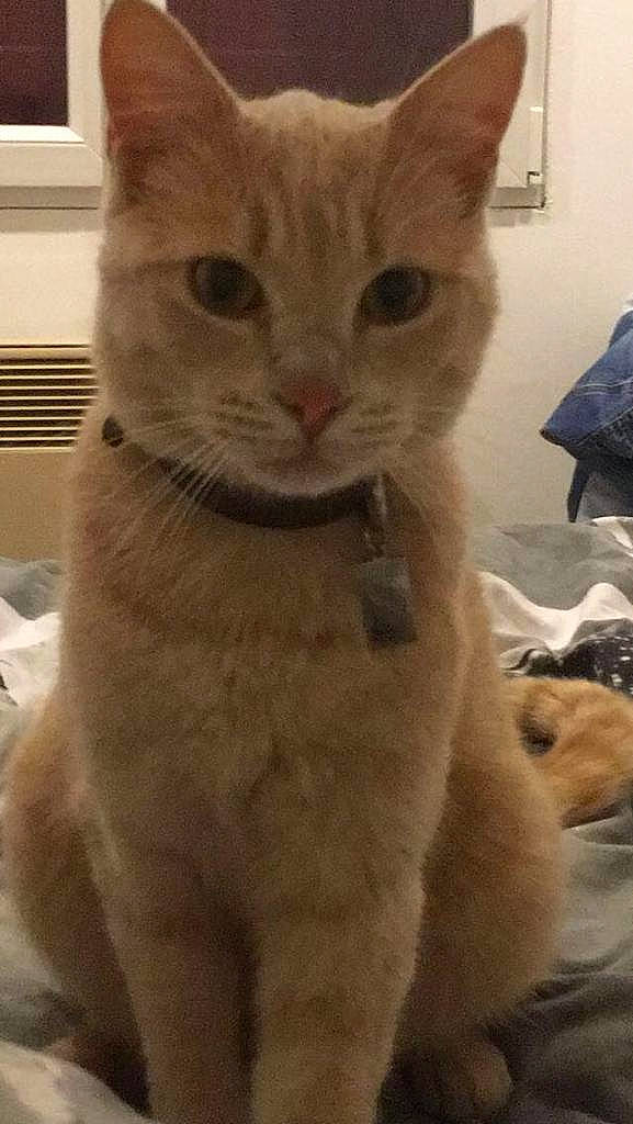 Simba a rejoint le concours — aidez-le/la à gagner de superbes lots ! carnivore, cat, domestic_short_haired_cat, fawn, felidae, fur, gesture, head, paw, pet_supply, small_to_medium_sized_cats, snout, tail, terrestrial_animal, whiskers, window