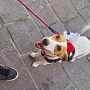 Stitch O a rejoint le concours — aidez-le/la à gagner de superbes lots ! accessories, animal, beagle, canine, clothing, dog, flagstone, footwear, hound, leash, path, person, pet, puppy, runningshoe, sandal, shoe, sneaker, strap, walkway