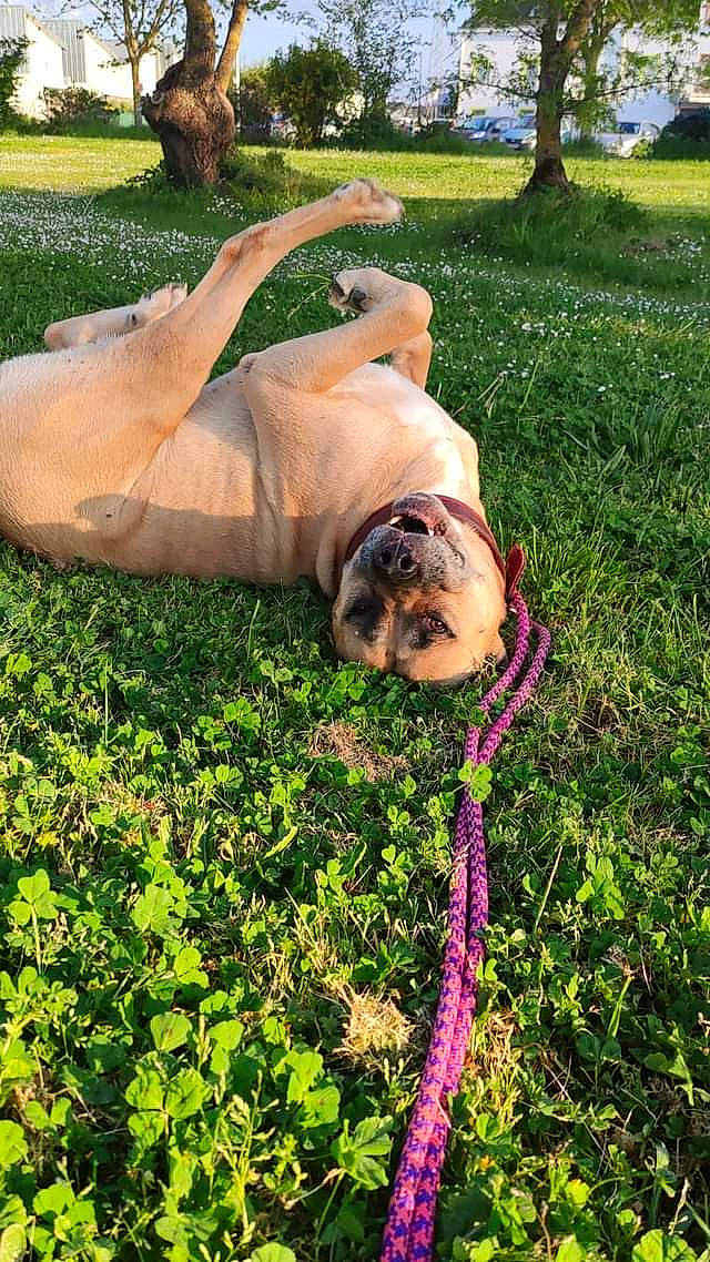 Faro participe au concours pour gagner de l'argent avec cette photo : carnivore, collar, companion_dog, dog, dog_breed, dog_collar, fawn, garden_hose, grass, grass_family, green, groundcover, lawn, plant, pug, snout, toy_dog, tree, working_animal, wrinkle