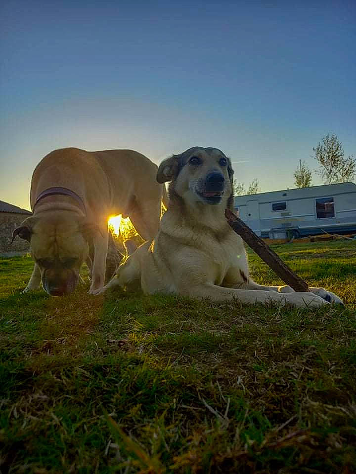 Faro a rejoint le concours — aidez-le/la à gagner de superbes lots ! canidae, carnivore, companion_dog, dog, dog_breed, fawn, field, golden_retriever, grass, grassland, gun_dog, landscape, pasture, plant, recreation, sky, snout, sporting_group, tree, working_animal