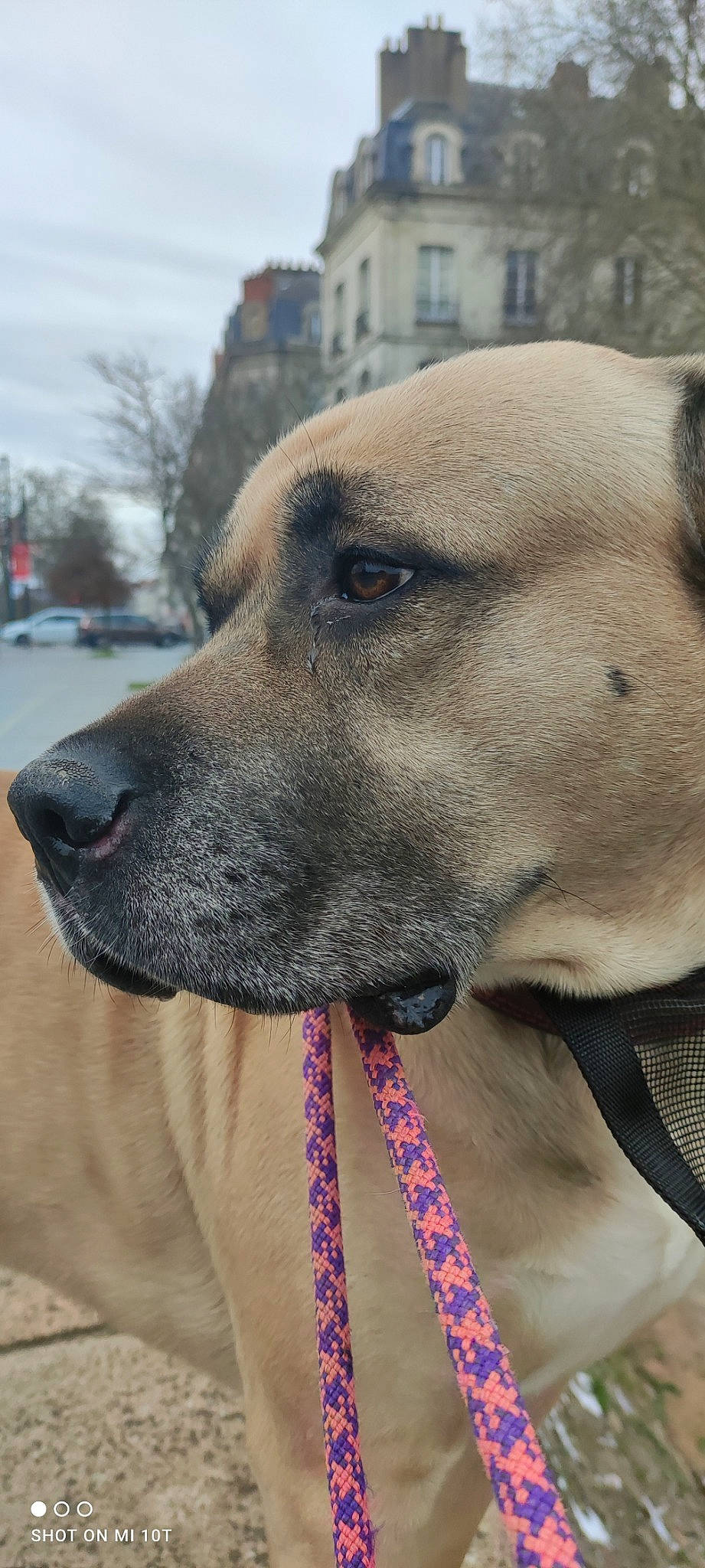 Faro participe au concours pour gagner de l'argent avec cette photo : building, carnivore, cloud, collar, companion_dog, dog, dog_breed, dog_collar, fawn, fur, giant_dog_breed, guard_dog, mammal, pet_supply, selfie, sky, snout, sporting_group, whiskers, working_animal