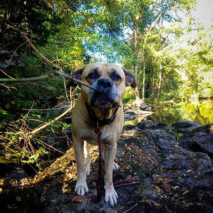 Faro a rejoint le concours — aidez-le/la à gagner de superbes lots ! carnivore, companion_dog, dog, dog_breed, fawn, forest, grass, jungle, landscape, non_sporting_group, pet_supply, plant, soil, tail, terrestrial_animal, tree, whiskers, woodland, working_animal, working_dog