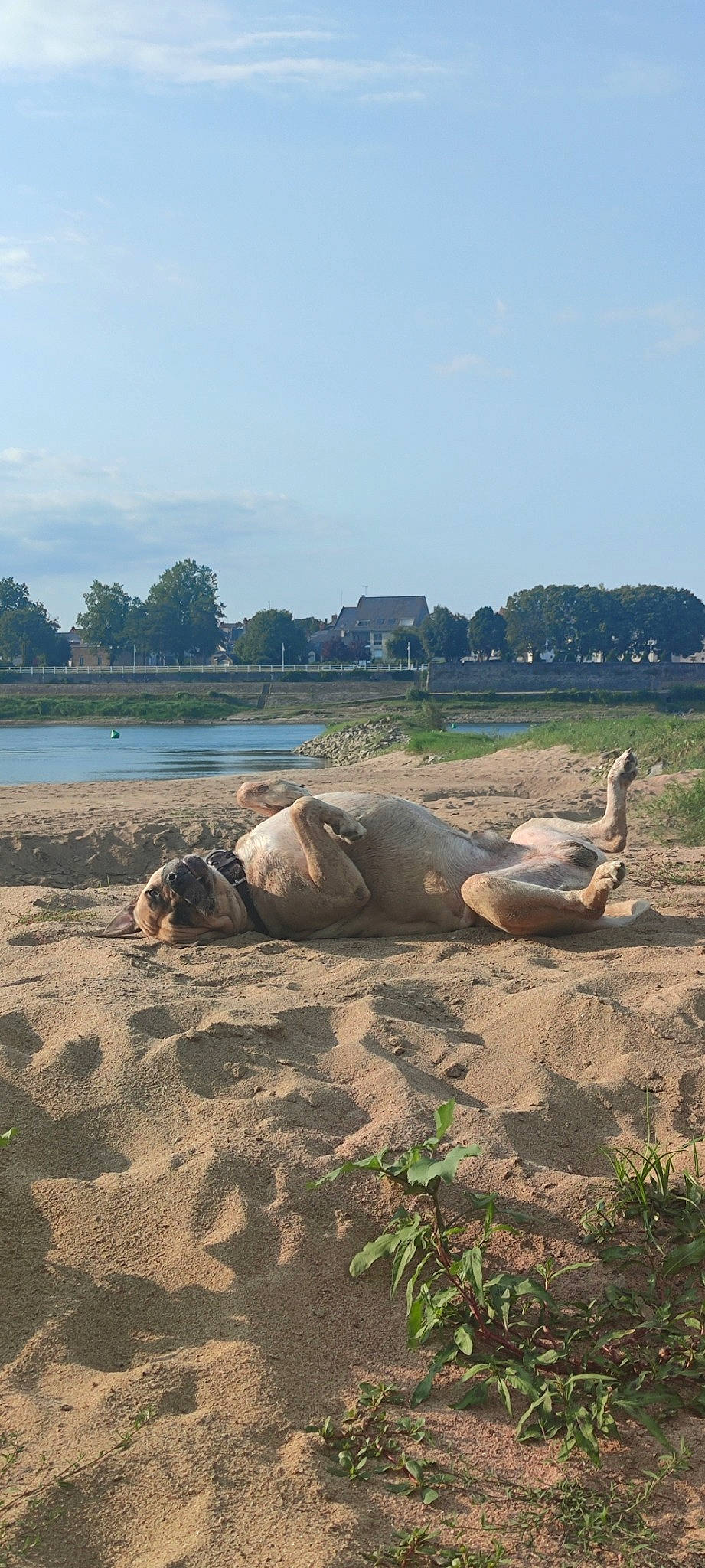 Faro a rejoint le concours — aidez-le/la à gagner de superbes lots ! beach, cloud, coast, grass, horizon, lake, landscape, natural_landscape, plant, rock, sand, sky, soil, terrestrial_animal, tree, trunk, water, wildlife, wood, working_animal