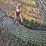 Amber is registered to the contest to win money with this photo: dog, tree, grass, harness, outdoor, nature, pet, animal, sunlight, park, curious, small_dog, brown_dog, leash, canine, daylight, bark, ground, plant, alert