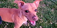 Amber is registered to the contest to win money with this photo: dog, grass, outdoor, pet, animal, canine, tan, small_dog, ears_up, open_mouth, excited, nature, flower_petals, blurred, fur, standing, daylight, playful, happy, closeup