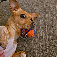 Amber is registered to the contest to win money with this photo: dog, couch, ball, pet, playful, ears, mouth, paw, fur, indoor, texture, hand, closeup, animal, toy, brown, white, alert, relaxed, companion