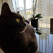 Nayla participe au concours pour gagner de l'argent avec cette photo : american_shorthair, asian, black_cat, british_shorthair, burmese, carnivore, cat, chartreux, domestic_short_haired_cat, european_shorthair, eye, felidae, fur, korat, mammal, room, russian_blue, small_to_medium_sized_cats, tail, whiskers