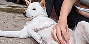 Venus participe au concours pour gagner de l'argent avec cette photo : animal, belly_rub, calm, casual_clothing, close_up, companion, concrete_floor, dog, domestic_animal, ears, fur, hand, outdoor, paw, person, pet, relaxed, resting, side_view, white_dog