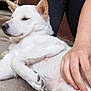 animal, belly_rub, calm, casual_clothing, close_up, companion, concrete_floor, dog, domestic_animal, ears, fur, hand, outdoor, paw, person, pet, relaxed, resting, side_view, white_dog