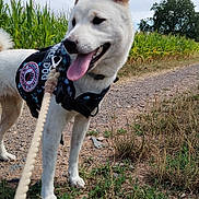Venus participe au concours pour gagner de l'argent avec cette photo : animal, canine, cloudy_sky, cornfield, dog, dog_vest, ears, field, grass, leash, nature, outdoor, path, pet, service_dog, sky, summer, tongue, walking, white_dog