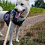 animal, canine, cloudy_sky, cornfield, dog, dog_vest, ears, field, grass, leash, nature, outdoor, path, pet, service_dog, sky, summer, tongue, walking, white_dog