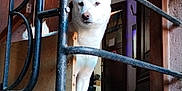 Venus a rejoint le concours — aidez-le/la à gagner de superbes lots ! animal, architecture, balcony, concrete, curious, dog, door, floor, home, indoors, light, metal, pet, portrait, quiet, railing, shadow, wall, white_dog, wooden_door