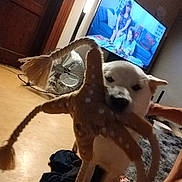 Venus a rejoint le concours — aidez-le/la à gagner de superbes lots ! blur, couch, dog, fan, floor, footwear, furniture, home, indoor, living_room, people_on_tv, person, pet, playful, rope_toy, rug, television, toy, white_dog, wooden_door